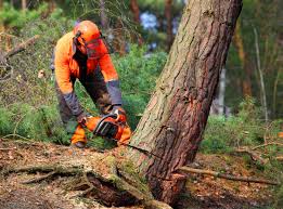 Best Leaf Removal  in Cumberland Head, NY