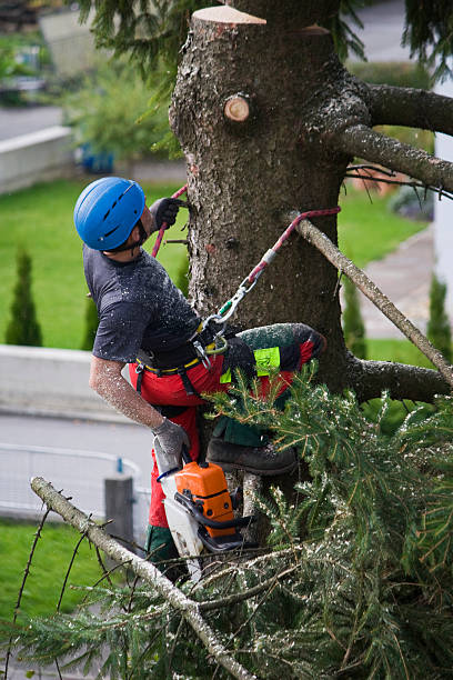 Best Fruit Tree Pruning  in Cumberland Head, NY