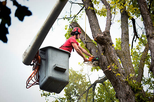 Best Commercial Tree Services  in Cumberland Head, NY