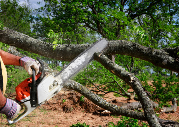 Best Hazardous Tree Removal  in Cumberland Head, NY